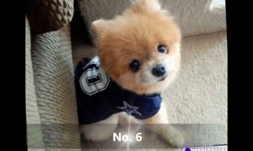 Top 10 Cutest Puppies