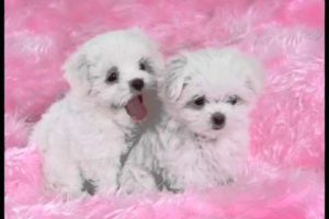 Cute puppies