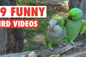 19 Funny Bird Videos || Awesome Compilation