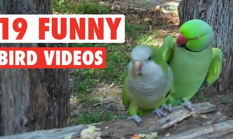 19 Funny Bird Videos || Awesome Compilation