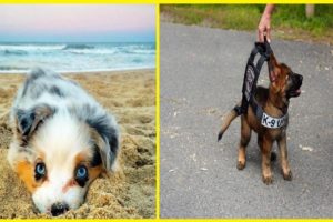 20+ Cutest Puppies Ever