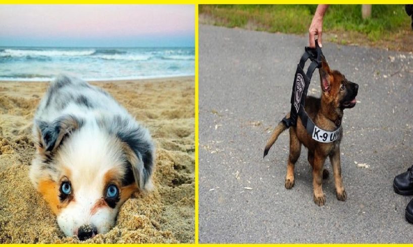 20+ Cutest Puppies Ever