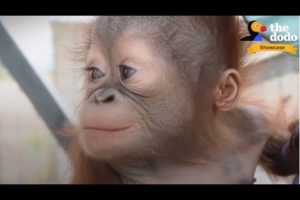 4 INCREDIBLE Orangutan Rescues That Will Change Your Life | The Dodo Showcase