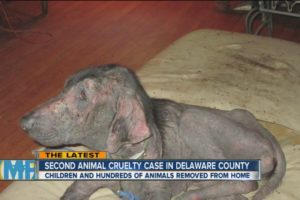5 Children and 300 animals rescued from Delaware home in animal cruelty case.