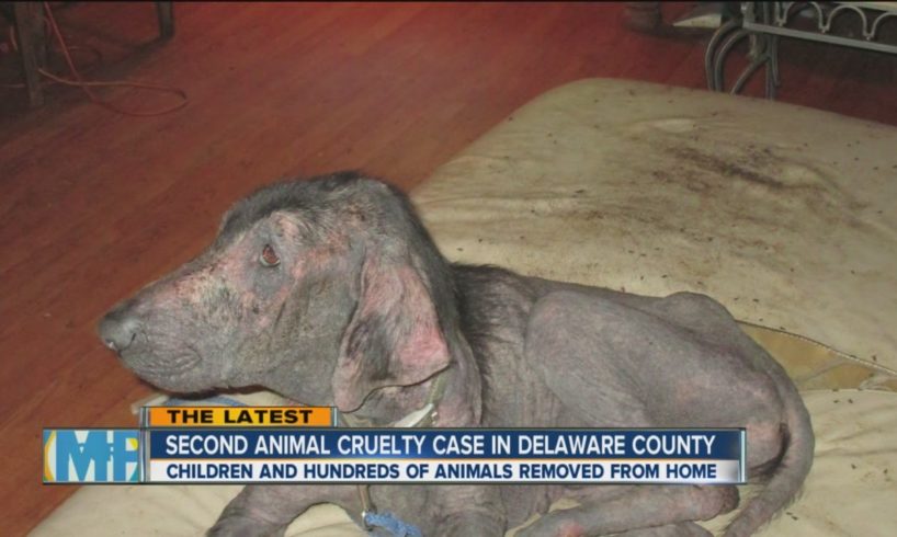5 Children and 300 animals rescued from Delaware home in animal cruelty case.