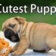 5 Cutest Puppies