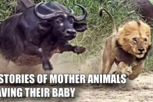 5 MOTHER ANIMALS THAT HEROICALLY RESCUED THEIR BABIES