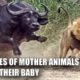 5 MOTHER ANIMALS THAT HEROICALLY RESCUED THEIR BABIES