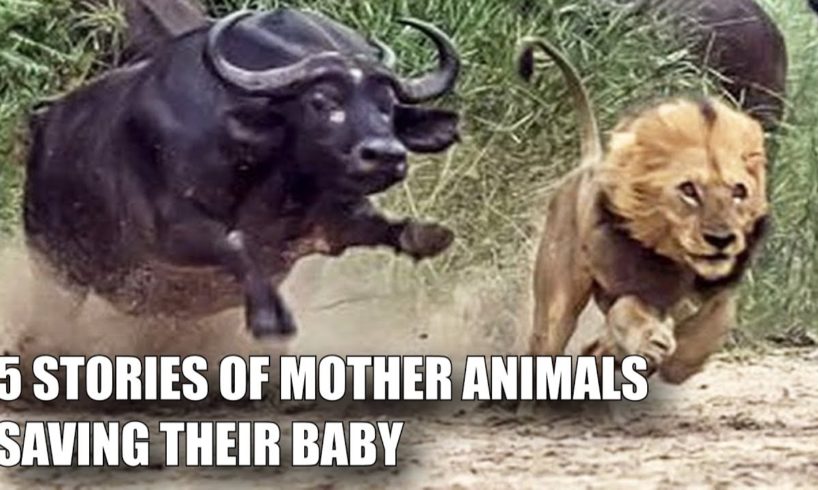 5 MOTHER ANIMALS THAT HEROICALLY RESCUED THEIR BABIES