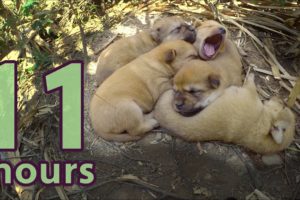 5 puppies sleeping - 11 hours w/ natural "rawwwww" sound - Hear cute puppies sleeping