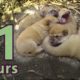 5 puppies sleeping - 11 hours w/ natural "rawwwww" sound - Hear cute puppies sleeping