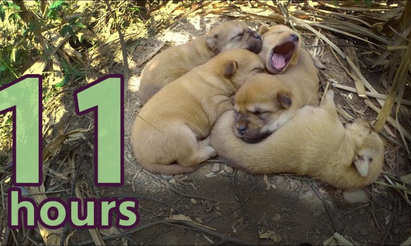 5 puppies sleeping - 11 hours w/ natural "rawwwww" sound - Hear cute puppies sleeping