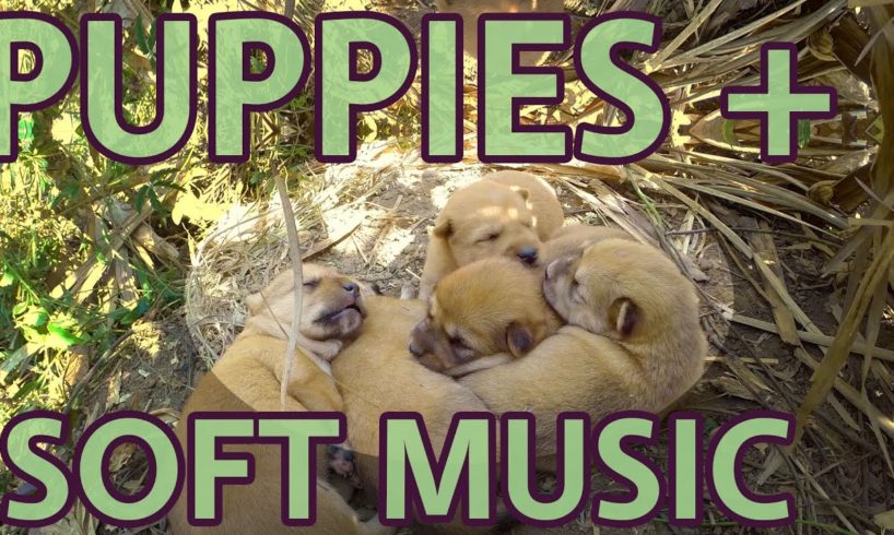 5 puppies sleeping 2 - 11 hours w/ natural sound and music - Cute puppies sleeping