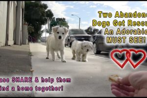 A Dog Rescue Video That Will Make You Laugh, Smile & Believe In True Love!