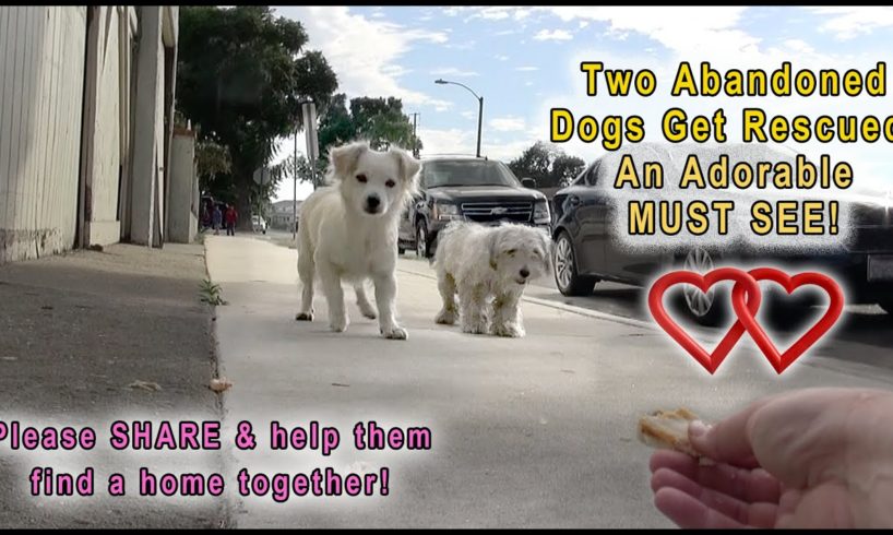 A Dog Rescue Video That Will Make You Laugh, Smile & Believe In True Love!