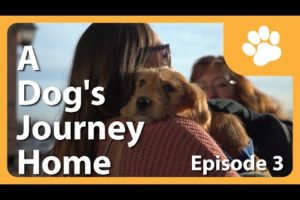 A Dog's Journey Home (E3) - Buffalo Puppies Adoption Day!