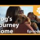 A Dog's Journey Home (E3) - Buffalo Puppies Adoption Day!