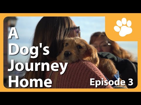 A Dog's Journey Home (E3) - Buffalo Puppies Adoption Day!