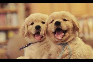 A Funny Cute Golden Retriever Puppies Videos Compilation 2017|| NEW HD