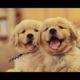 A Funny Cute Golden Retriever Puppies Videos Compilation 2017|| NEW HD