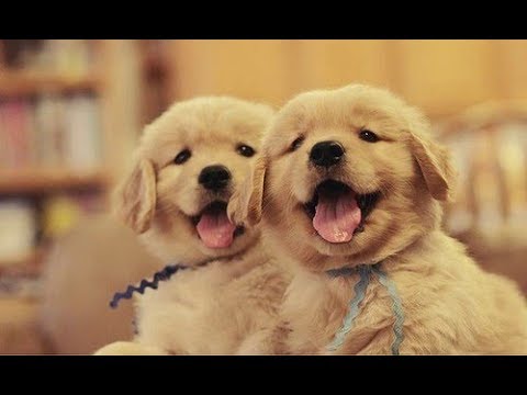 A Funny Cute Golden Retriever Puppies Videos Compilation 2017|| NEW HD