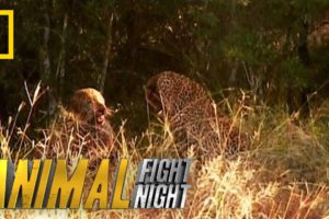 A Leopard Duel Means a Bloody Battle | Animal Fight Night