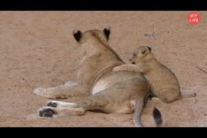 A Lion Mother Plays With Her Baby ➤ Wild Dangerous Animals ➤ Funny Videos