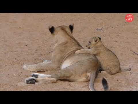 A Lion Mother Plays With Her Baby ➤ Wild Dangerous Animals ➤ Funny Videos