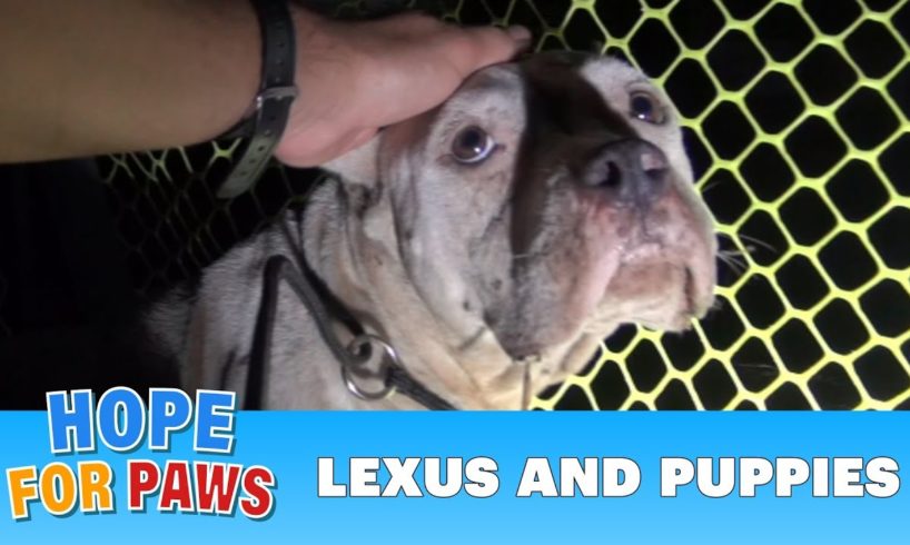 A Pit Bull and her newborn pups get rescued, but what happens next will amaze you!!! Please share.