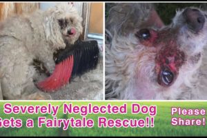 A Severely Neglected Dog Gets A Fairytale Rescue - Please Share!