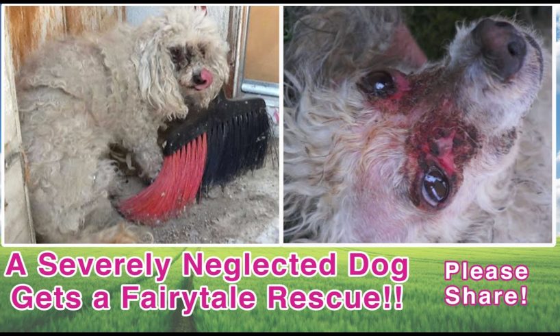 A Severely Neglected Dog Gets A Fairytale Rescue - Please Share!