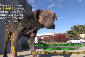 A homeless dog living on the streets gets rescued, transformed and is now looking for a home.