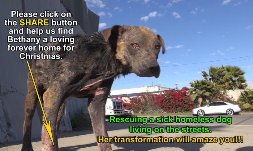 A homeless dog living on the streets gets rescued, transformed and is now looking for a home.