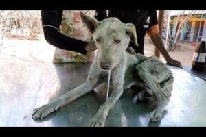 A very old, confused dog with terrible wound rescued - Animals Rescued  Ep 25