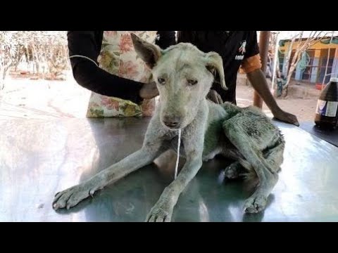 A very old, confused dog with terrible wound rescued - Animals Rescued  Ep 25