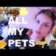 ALL OF MY PETS IN ONE VIDEO (I know, I have a lot)