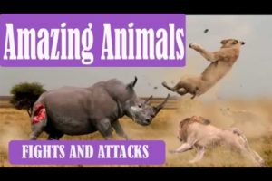 AMAZING ANIMAL FIGHTS AND CRAZY ATTACKS CAUGHT ON TAPE
