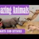 AMAZING ANIMAL FIGHTS AND CRAZY ATTACKS CAUGHT ON TAPE