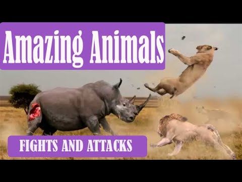 AMAZING ANIMAL FIGHTS AND CRAZY ATTACKS CAUGHT ON TAPE