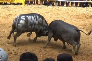 AMAZING Buffalo Fights #Part 8 - Real Animal Fighting in Toraja, Indonesia