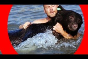 AMAZING animal rescue video! Brave man RESCUES DROWNING BEAR! The Bear LIVES!