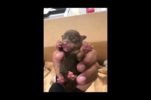 ANIMAL CRUELTY INVESTIGATION Woman Suspected of Dumping Puppies in Coachella 4 18 2019