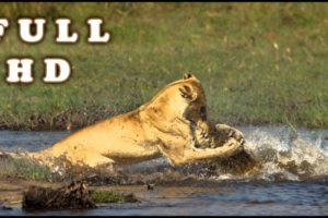 ANIMAL FIGHT CLUB CROCODILE VS TIGER LION REAL FIGHT TIMSAH VS ASLAN LEOPAR JAGUAR  FULL HD 2019