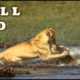 ANIMAL FIGHT CLUB CROCODILE VS TIGER LION REAL FIGHT TIMSAH VS ASLAN LEOPAR JAGUAR  FULL HD 2019