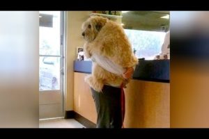 ANIMALS GO TO THE VET: Funniest REACTIONS - You'll LAUGH ALL DAY LONG