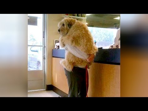 ANIMALS GO TO THE VET: Funniest REACTIONS - You'll LAUGH ALL DAY LONG