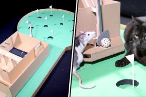 ANIMALS play MINI GOLF - Fun TOURNAMENT BETWEEN PETS and DIY TUTORIAL