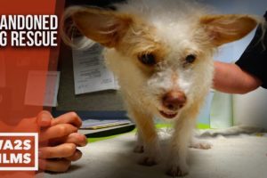 Abandoned ChiPoo Dog Gets Rescued Needs Furever Home - The Abandoned Dog Rescue Show