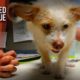Abandoned ChiPoo Dog Gets Rescued Needs Furever Home - The Abandoned Dog Rescue Show