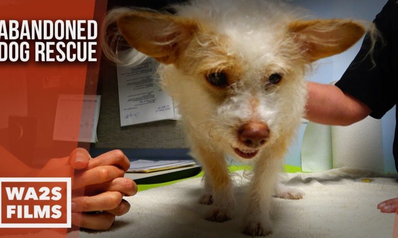 Abandoned ChiPoo Dog Gets Rescued Needs Furever Home - The Abandoned Dog Rescue Show